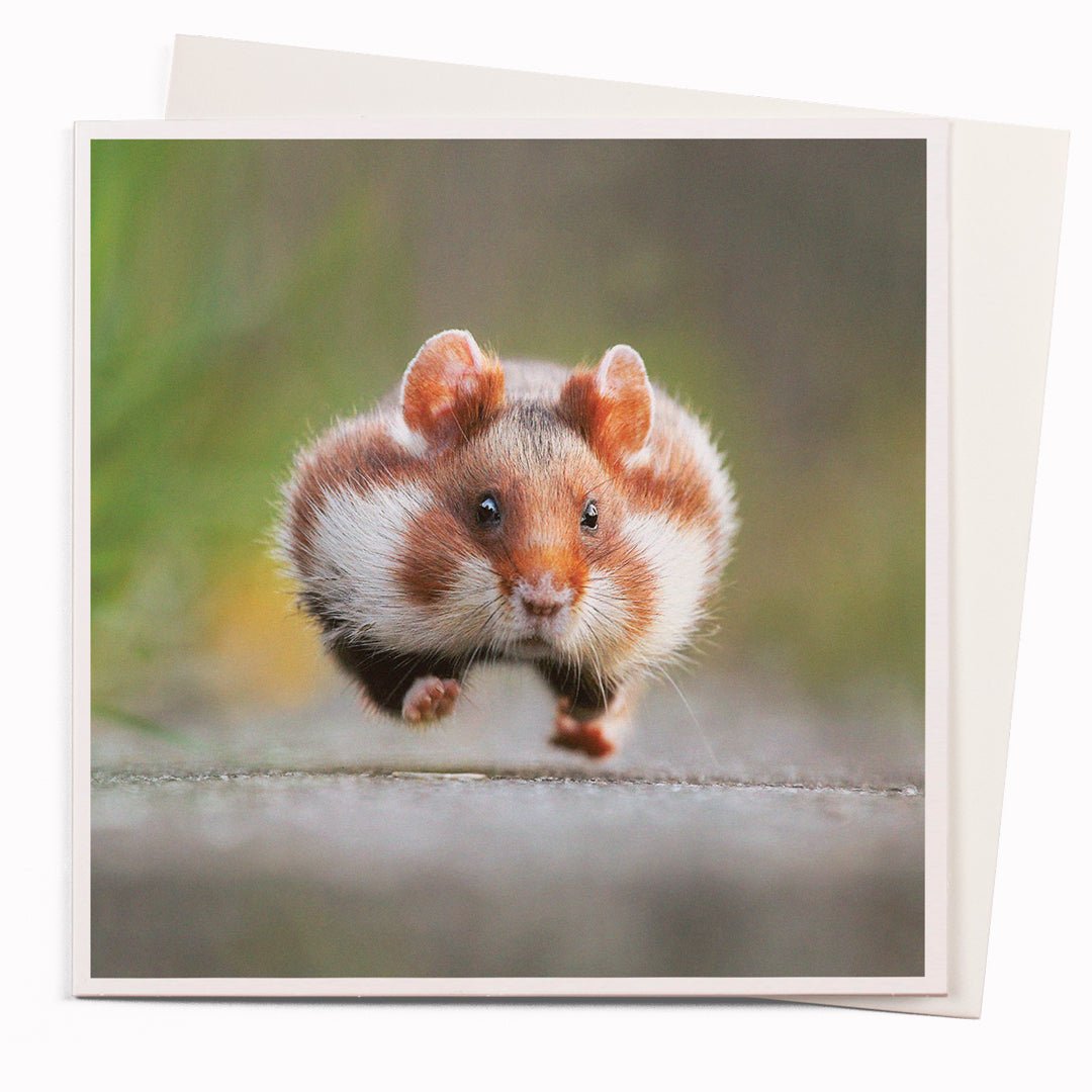 USTUDIO Design Photographic Greeting Card by Julian Rad Hamster Dash