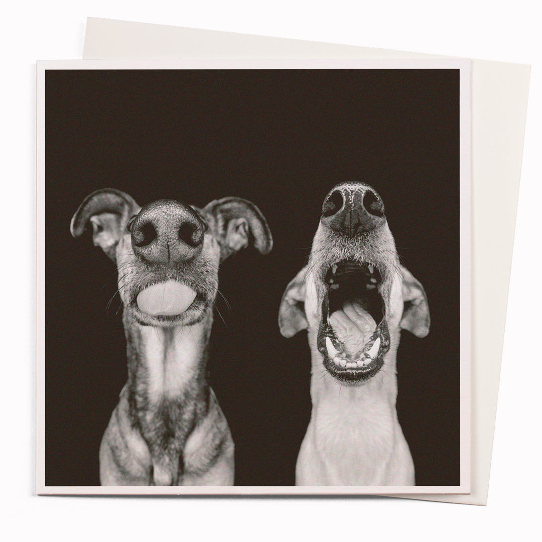 The Yawning Dogs card is part of the 1000 Words - Slice of life licensed photography collection with a focus on animal shenanigans and the ridiculous.