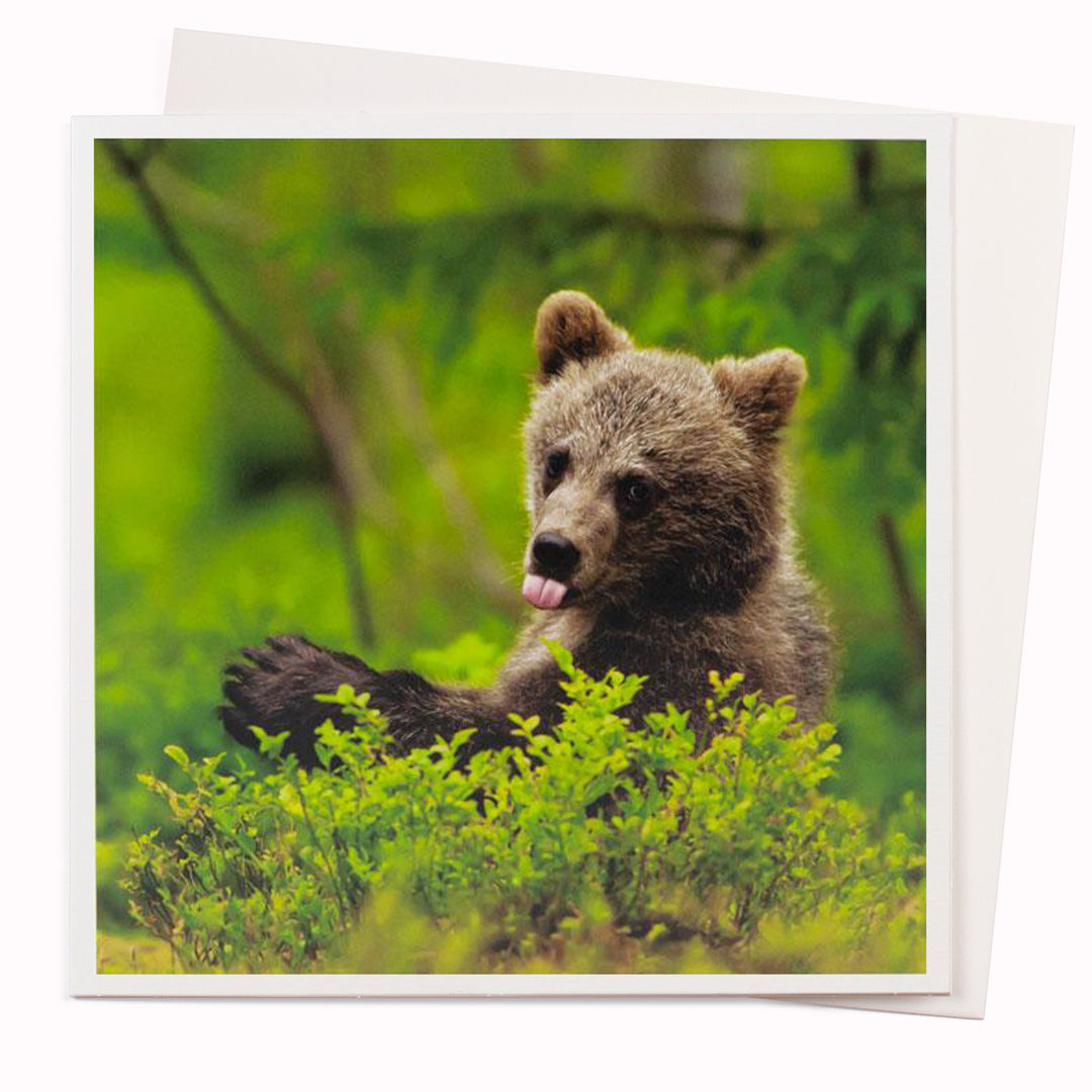 The Bear Waving card is part of the 1000 Words - Slice of life licensed photography collection with a focus on animal shenanigans and the ridiculous.