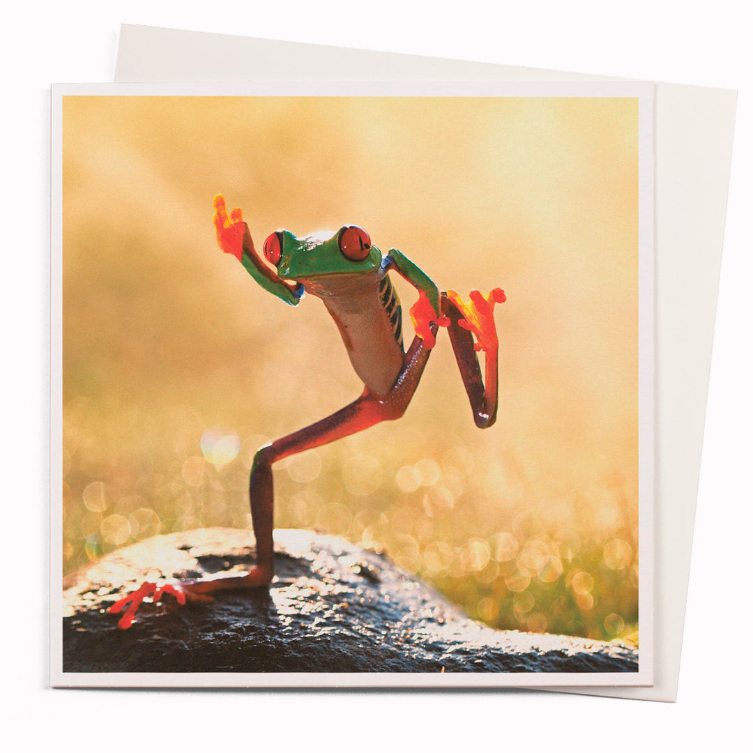 Dancing Frog  is part of USTUDIO Design's 1000 Words range - a 'slice of life' licensed photography collection with a focus on humour and sometimes with a little digital manipulation to help the fun along.