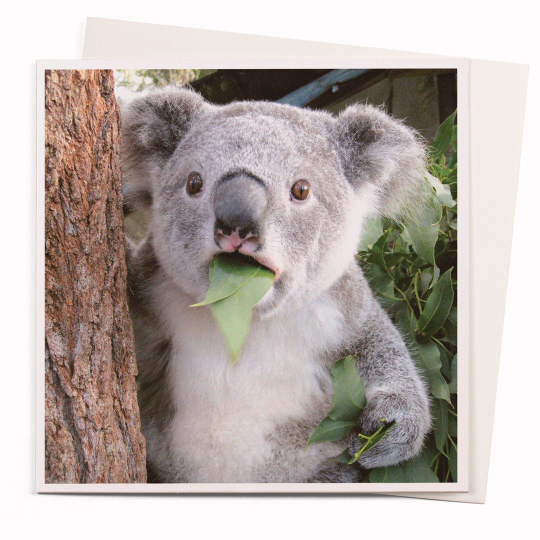 The Shocked Koala card is part of the 1000 Words - Slice of life licensed photography collection with a focus on animal shenanigans and the ridiculous.