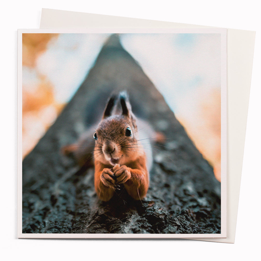 The Posing Squirrel card is part of the 1000 Words - Slice of life licensed photography collection with a focus on animal shenanigans and the ridiculous.