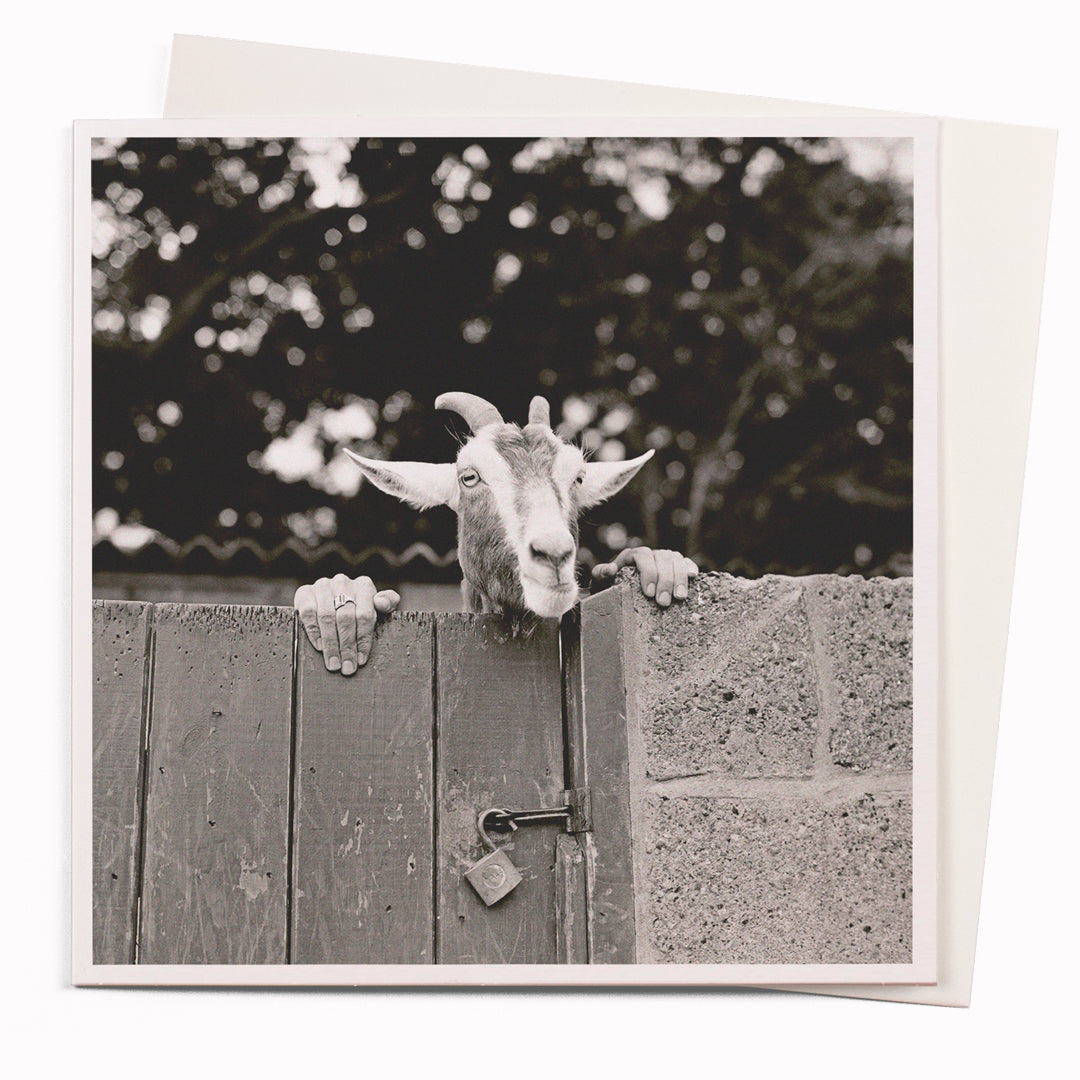 Chad the goat  is part of USTUDIO Design's 1000 Words range - a 'slice of life' licensed photography collection with a focus on humour and sometimes with a little digital manipulation to help the fun along.