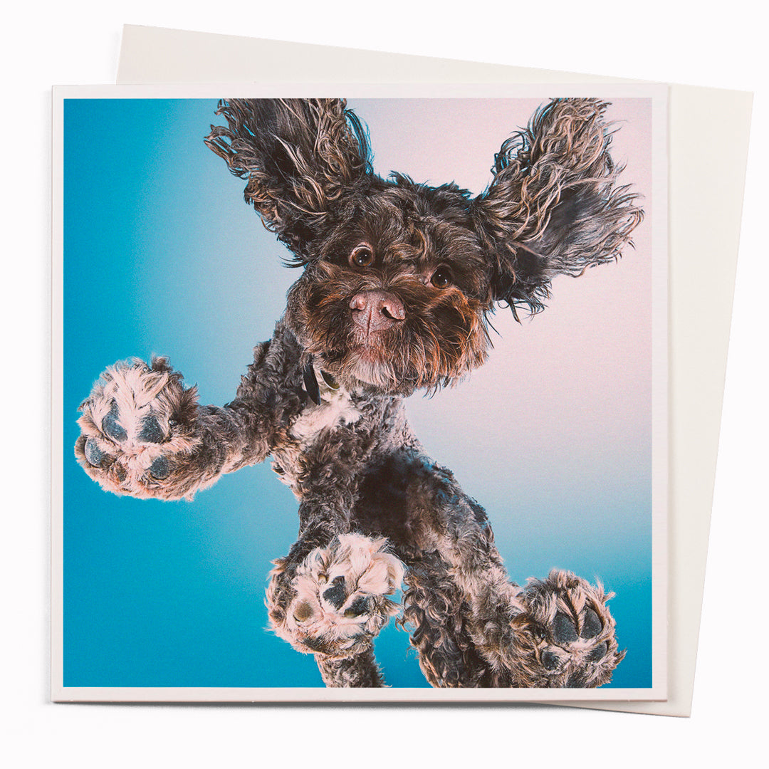 Dog from below is part of USTUDIO Design's 1000 Words range - a 'slice of life' licensed photography collection with a focus on humour and sometimes with a little digital manipulation to help the fun along.