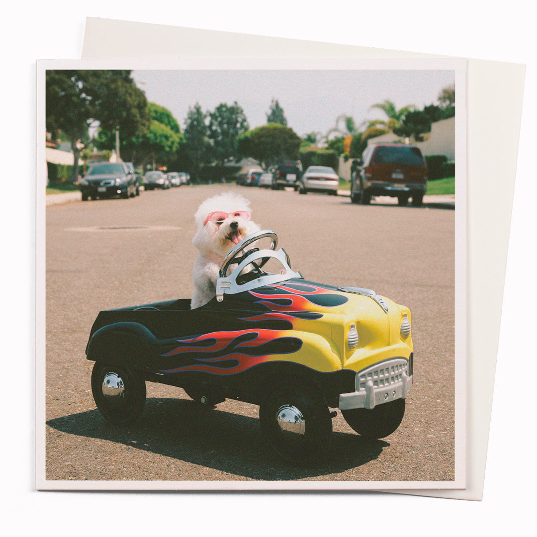 The Need for Speed card is part of the 1000 Words - Slice of life licensed photography collection with a focus on animal shenanigans and the ridiculous.