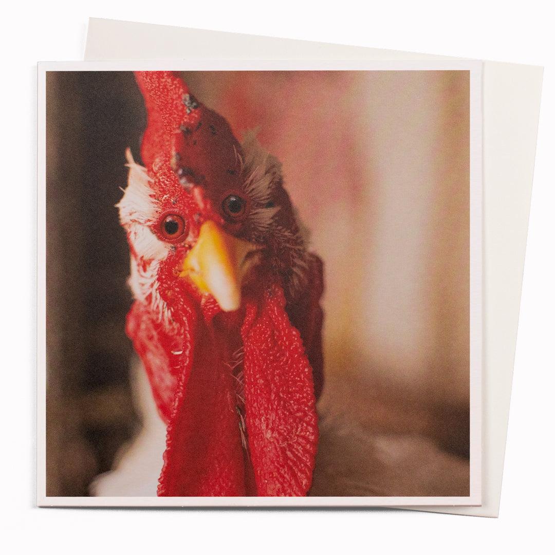 Chicken Gaze  is part of USTUDIO Design's 1000 Words range - a 'slice of life' licensed photography collection with a focus on humour and sometimes with a little digital manipulation to help the fun along.
