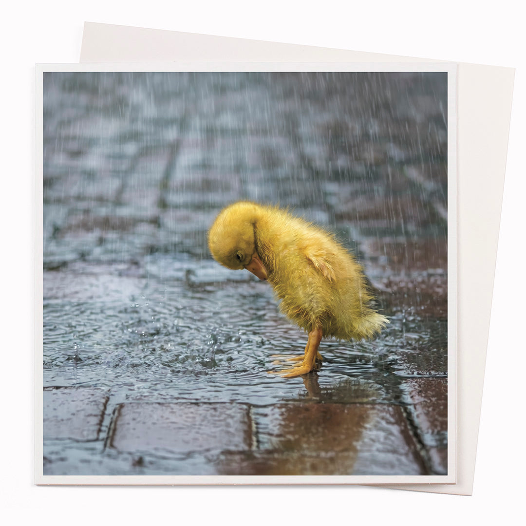Charlie Duck | Photographic Greeting Card
